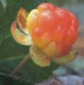 Arctic Blackberry